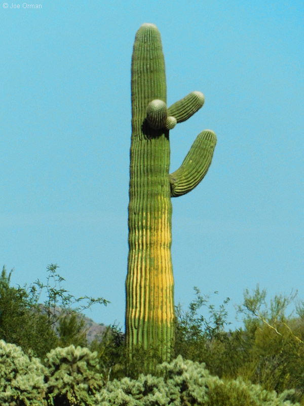 [bizarre_cristateB500_DSCN2730.jpg]