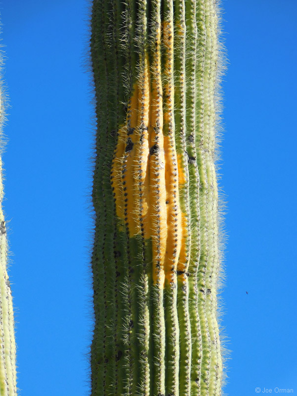 [bizarre_cristateB500_DSCN2919.jpg]