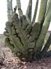 SX50_1/bizarre_cristateSX50_IMG_11231_s.jpg