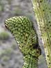 SX50_1/bizarre_cristateSX50_IMG_11266_s.jpg