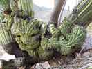 SX50_1/bizarre_cristateSX50_IMG_11270_s.jpg