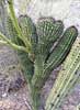 SX50_1/bizarre_cristateSX50_IMG_11273_s.jpg