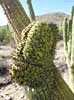 SX50_1/bizarre_cristateSX50_IMG_11318_s.jpg