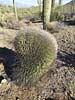 SX50_1/bizarre_cristateSX50_IMG_11758_s.jpg