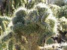 SX50_1/bizarre_cristateSX50_IMG_11826_s.jpg