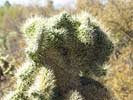 SX50_1/bizarre_cristateSX50_IMG_11846_s.jpg