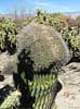 SX50_1/bizarre_cristateSX50_IMG_11853_s.jpg