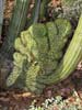 SX50_1/bizarre_cristateSX50_IMG_18673_s.jpg
