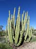 SX50_1/bizarre_cristateSX50_IMG_18764_s.jpg