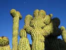 SX50_1/bizarre_cristateSX50_IMG_18775_s.jpg