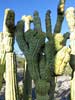 SX50_1/bizarre_cristateSX50_IMG_18776_s.jpg