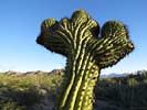 SX50_1/bizarre_cristateSX50_IMG_18796_s.jpg