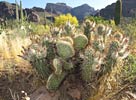 SX50_1/bizarre_cristateSX50_IMG_19561_s.jpg