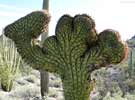 bizarre_cristateSX50_IMG_26626_s.jpg