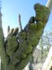 bizarre_cristateSX50_IMG_26689_s.jpg
