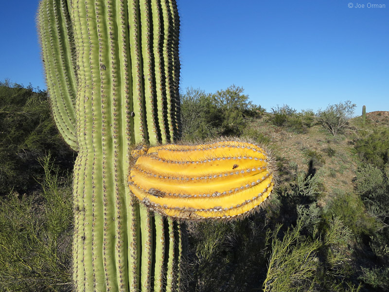 [bizarre_cristateSX50_IMG_27168.jpg]