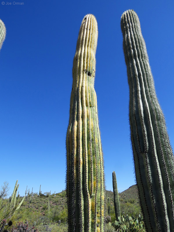 [bizarre_cristateSX50_IMG_29053.jpg]