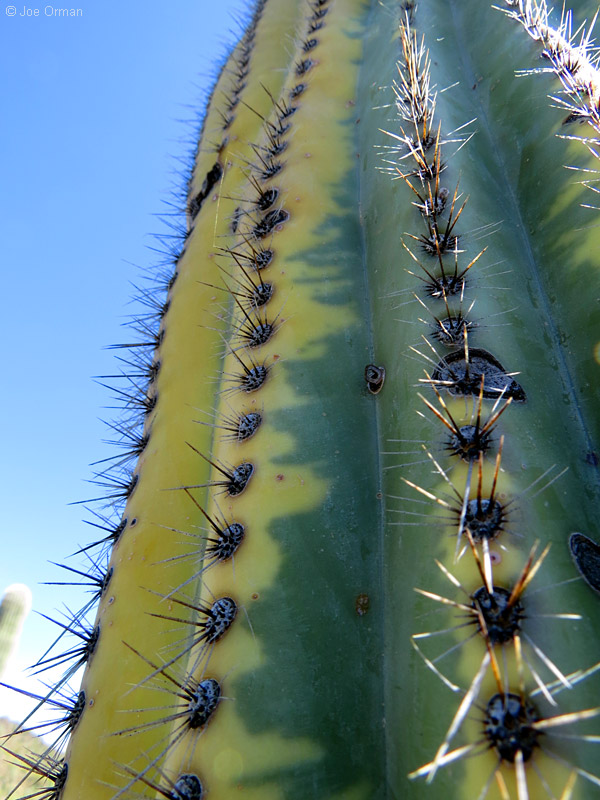 [bizarre_cristateSX50_IMG_29056.jpg]