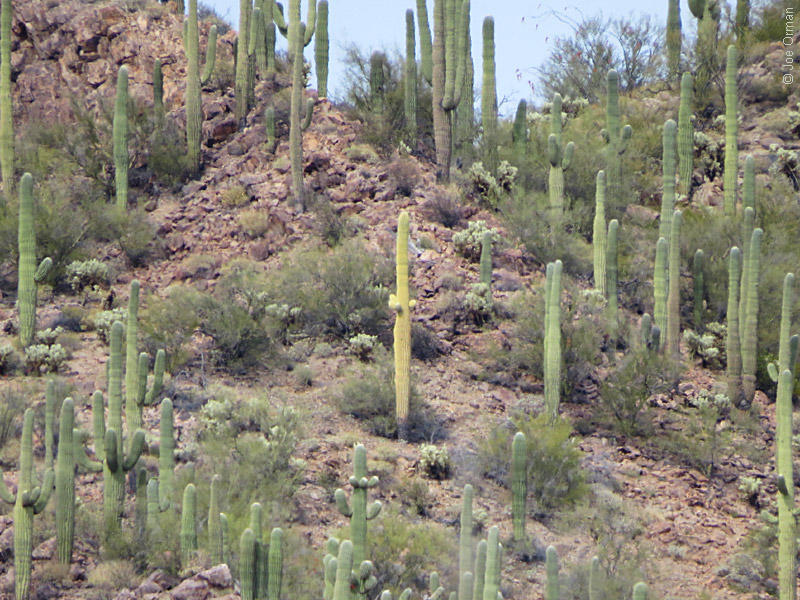 [bizarre_cristateSX50_IMG_29156.jpg]