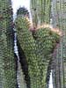 bizarre_cristateSX50_IMG_31554_s.jpg
