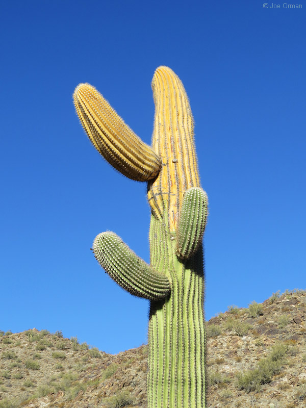 [bizarre_cristateSX50_IMG_33120.jpg]