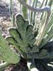 bizarre_cristateSX50_IMG_34041_s.jpg