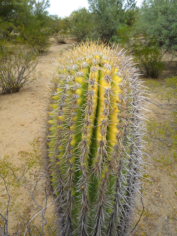 [bizarre_cristateSX50_IMG_37025.jpg]