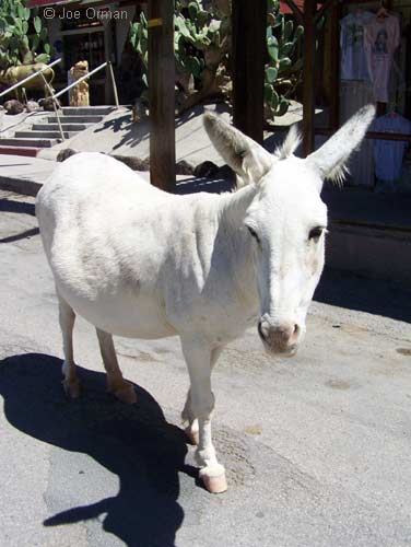 [bizarre_66king-top_7915.jpg]