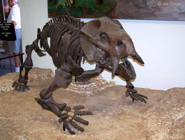 [bizarre_66petrified_7147.jpg]