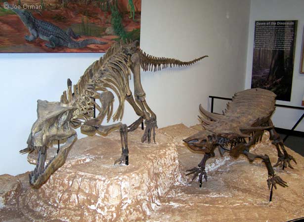 [bizarre_66petrified_7148.jpg]