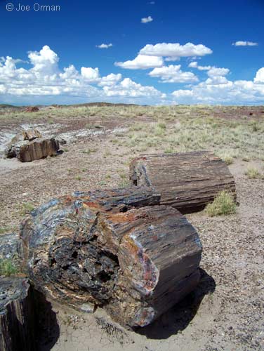 [bizarre_66petrified_7176.jpg]