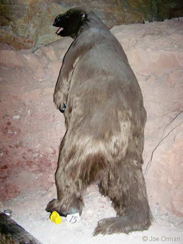 [bizarre_66sel-king_7810.jpg]