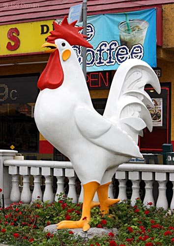 [bizarre_chickens10.jpg]