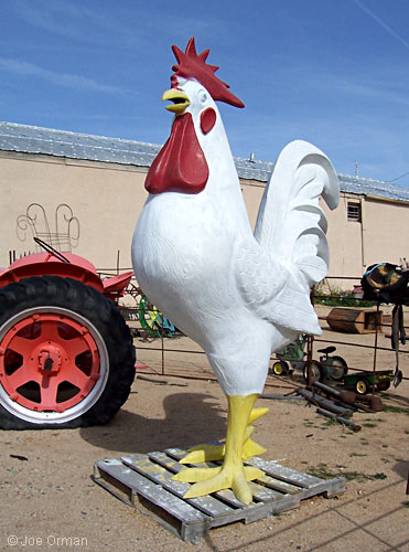 [bizarre_chickens12.jpg]