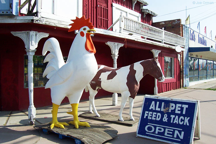 [bizarre_chickens15.jpg]