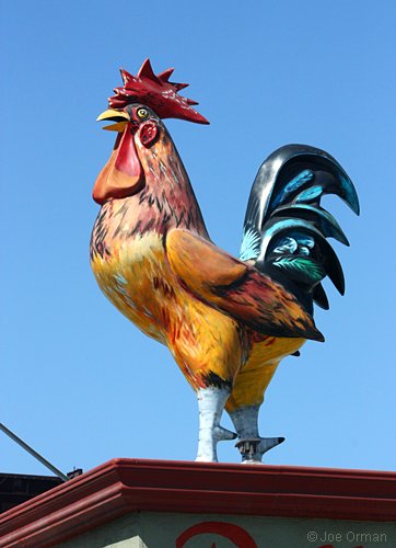 [bizarre_chickens18.jpg]