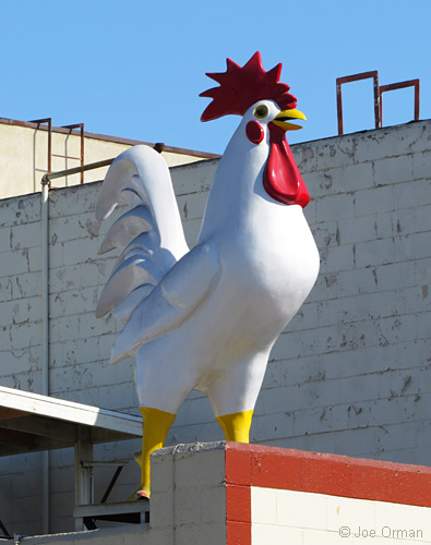 [bizarre_chickens20.jpg]