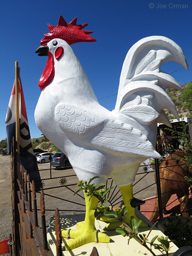 [bizarre_chickens22.jpg]