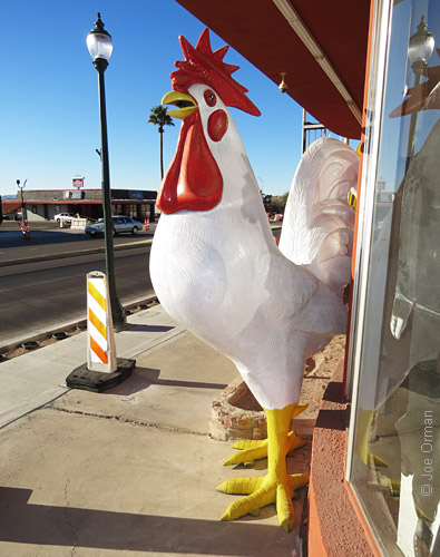 [bizarre_chickens23.jpg]