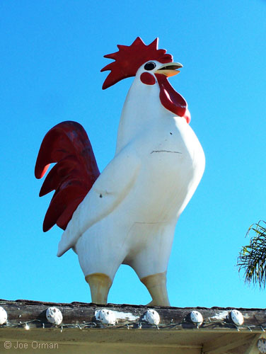 [bizarre_chickens4.jpg]