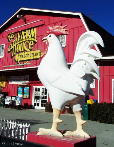 [bizarre_chickens5.jpg]