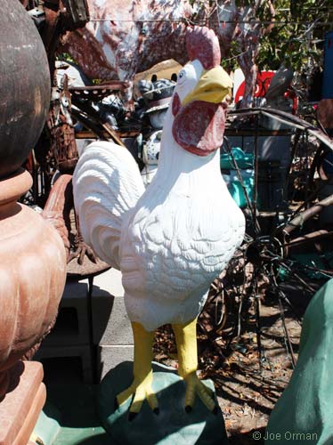 [bizarre_chickens7.jpg]