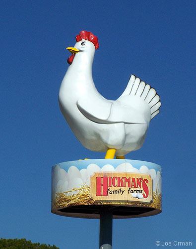 [bizarre_chickens8.jpg]