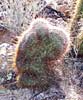 bizarre_cristate100_0340_s.jpg
