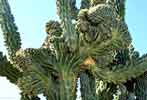 bizarre_cristate100_0859_s.jpg