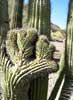 bizarre_cristate100_3939_s.jpg