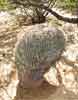 bizarre_cristate100_5713_s.jpg
