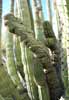 bizarre_cristate100_7694_s.jpg