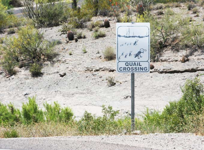 [bizarre_crossing2a.jpg]