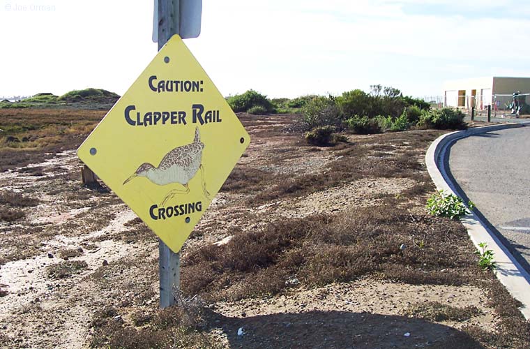 [bizarre_crossing6.jpg]